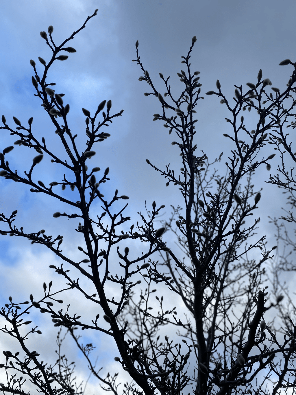 A Day in the Life: Challenges of a Neurodivergent&nbsp;Household